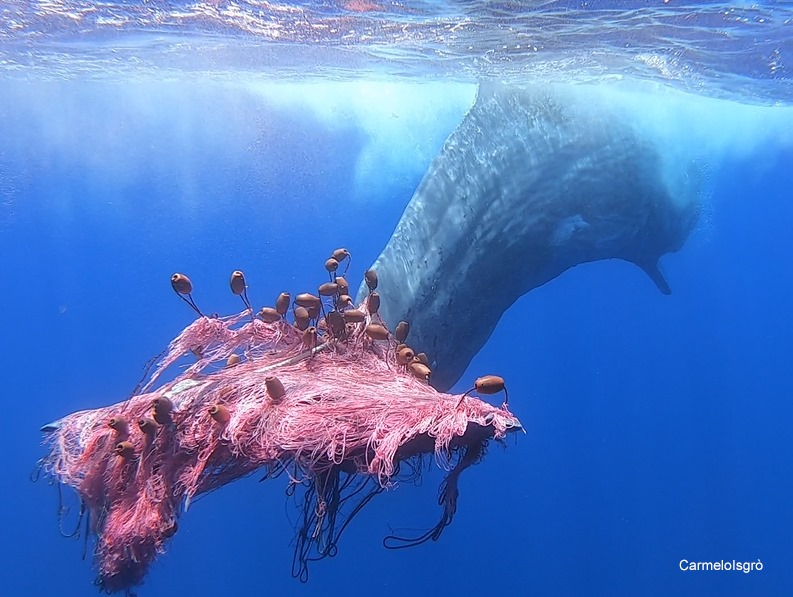 Scomparso il capodoglio impigliato al largo di Salina
