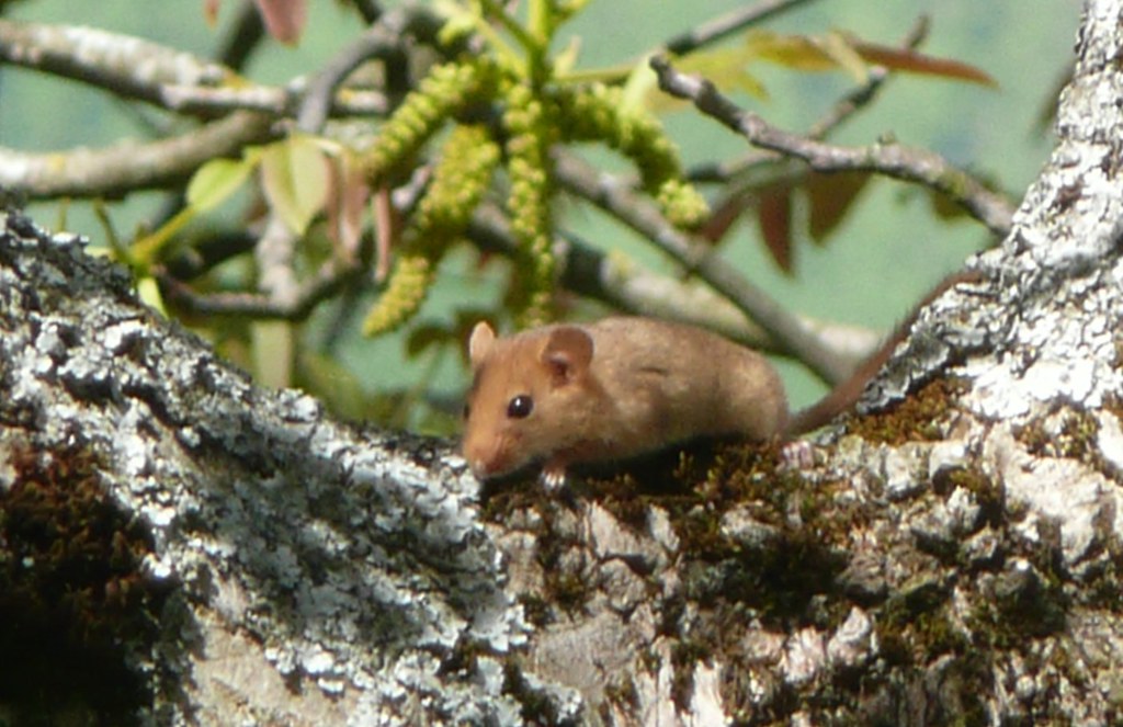 Lega: "Sos ghiri, salvaguardare i noccioleti dei Nebrodi"