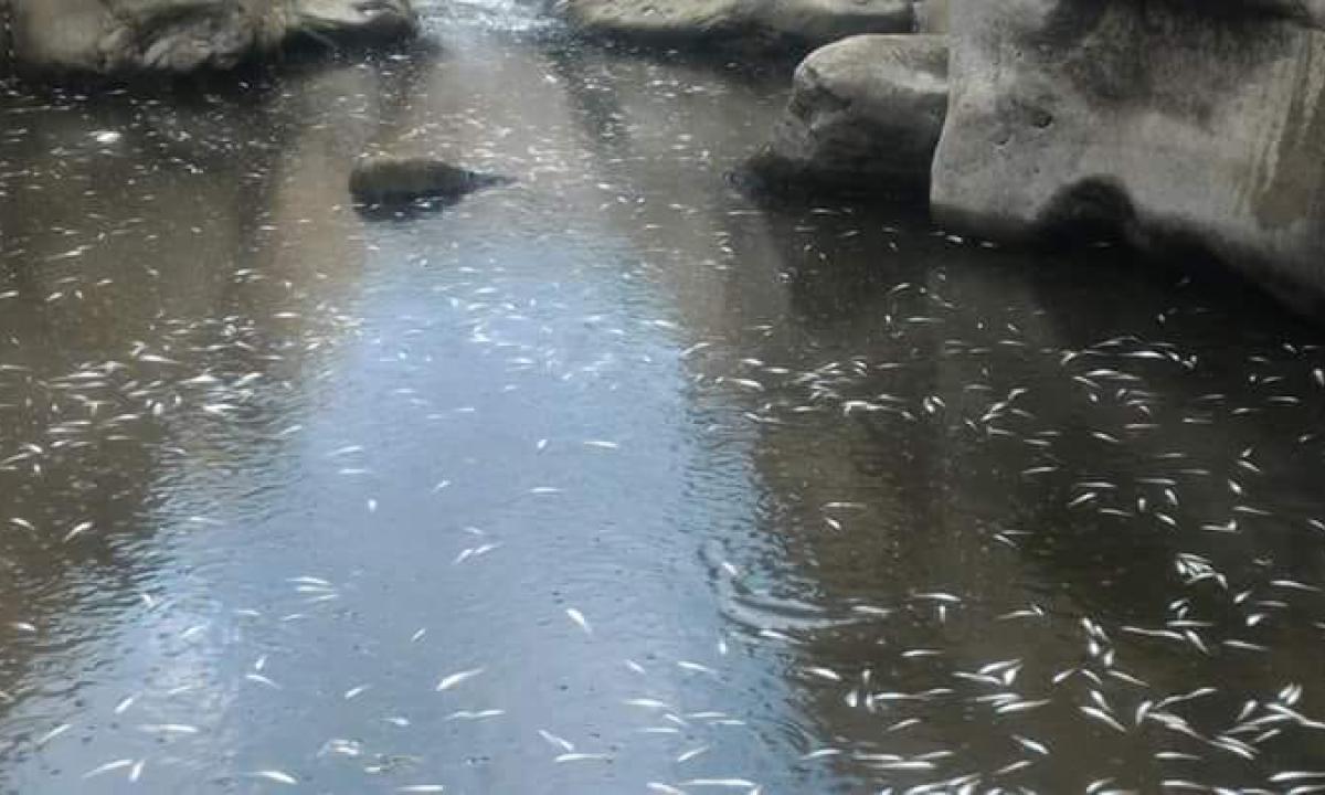 Alcantara inquinato: è morìa di pesci