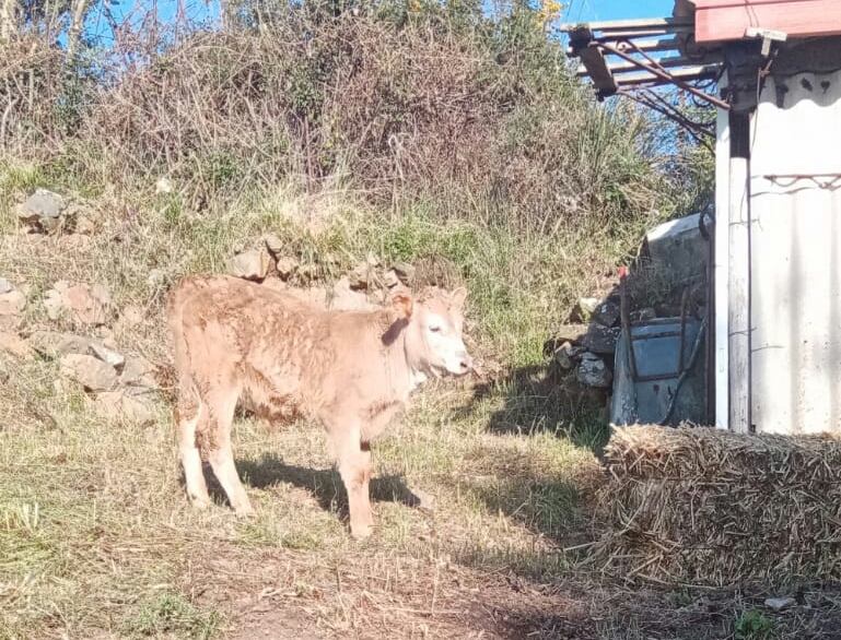 Animali sani e non tracciati da abbattere, associazioni si rivolgono alle istituzioni