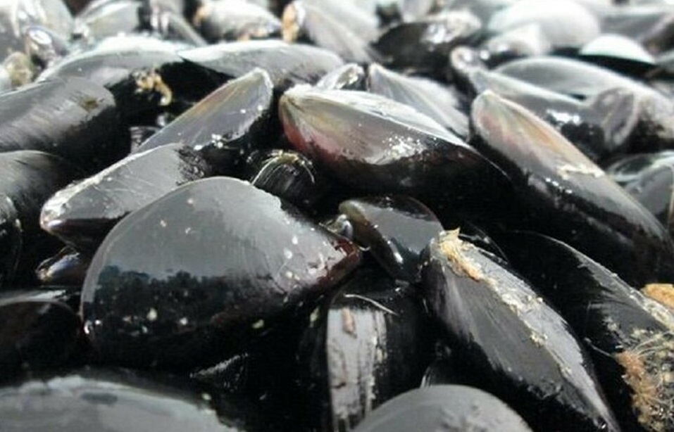 Lago Faro, le acque diventano le migliori possibili per la molluschicoltura