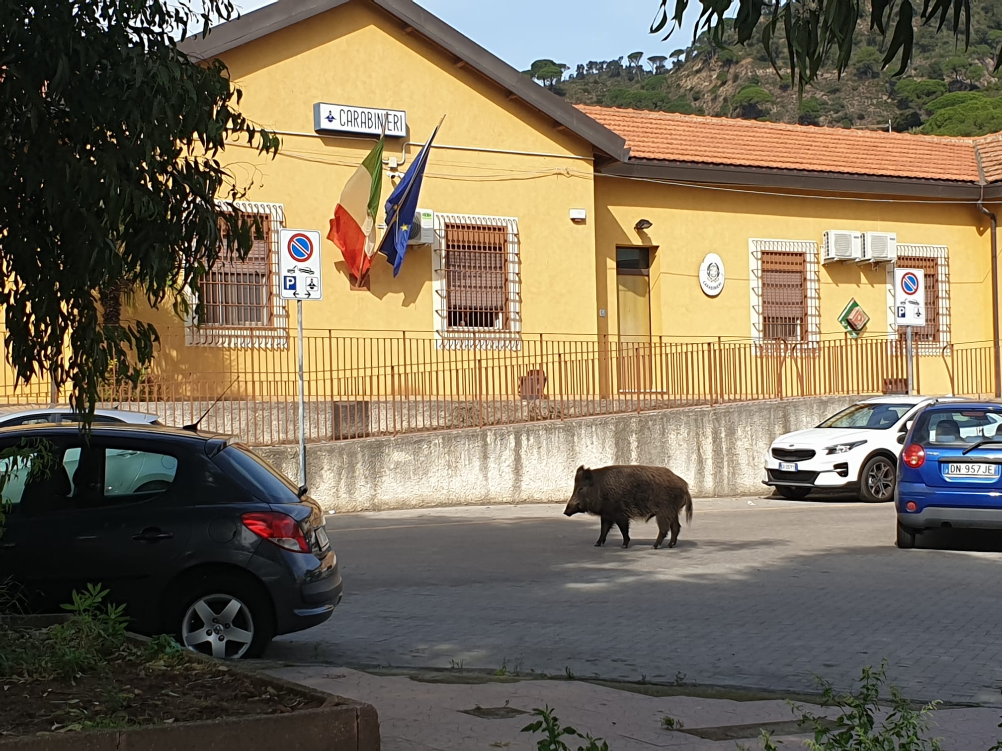 Giostra, il cinghiale si consegna ai carabinieri