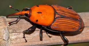 Punteruolo rosso: Villa Mazzini, Passeggiata a mare e piazza di Ganzirri off limits