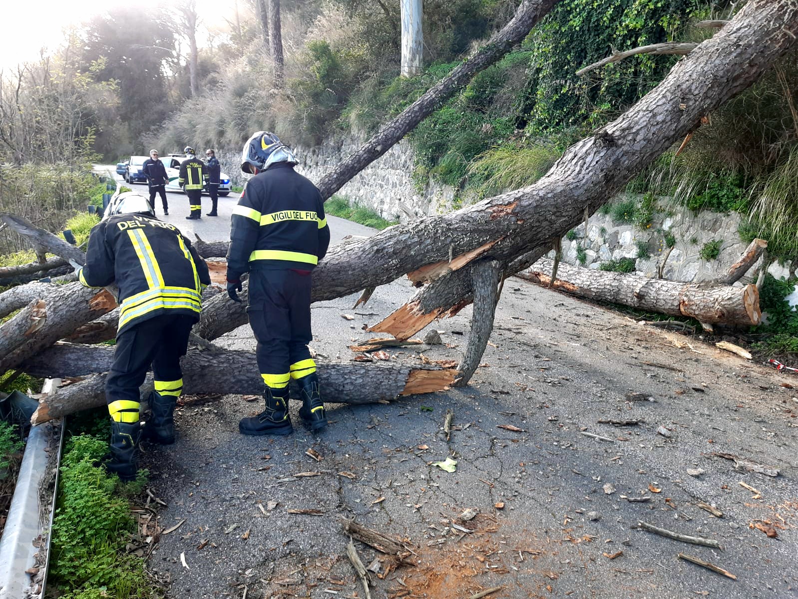 Reginella, alberi sulla strada: intervengono i pompieri