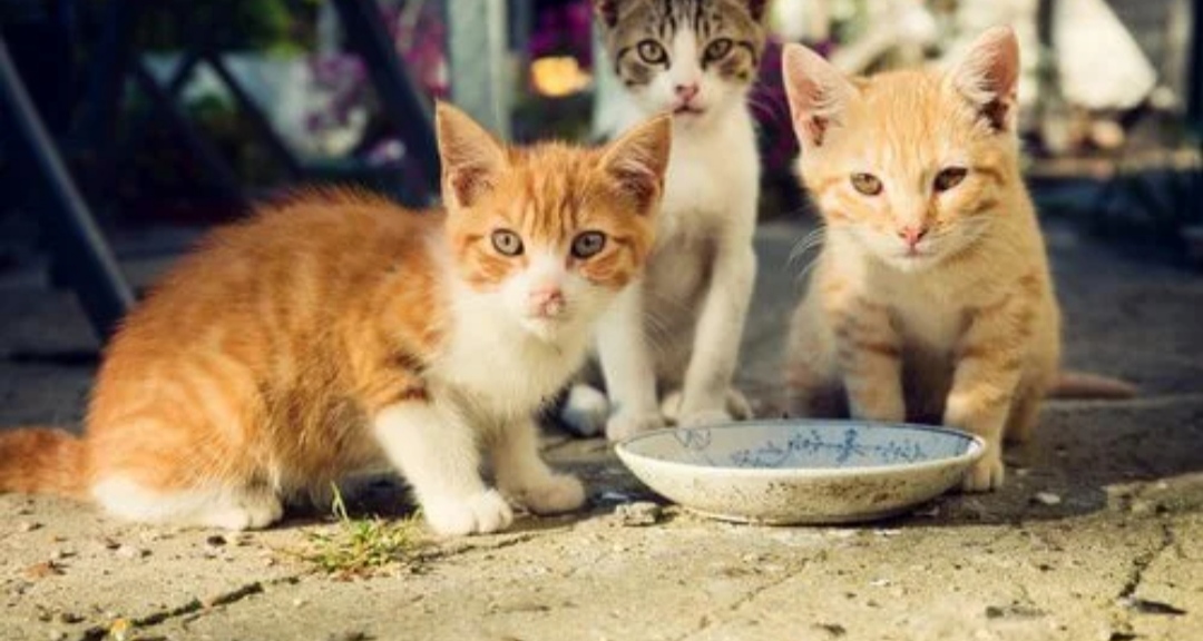 Strage di gatti, c’è una taglia da parte di AIDAA