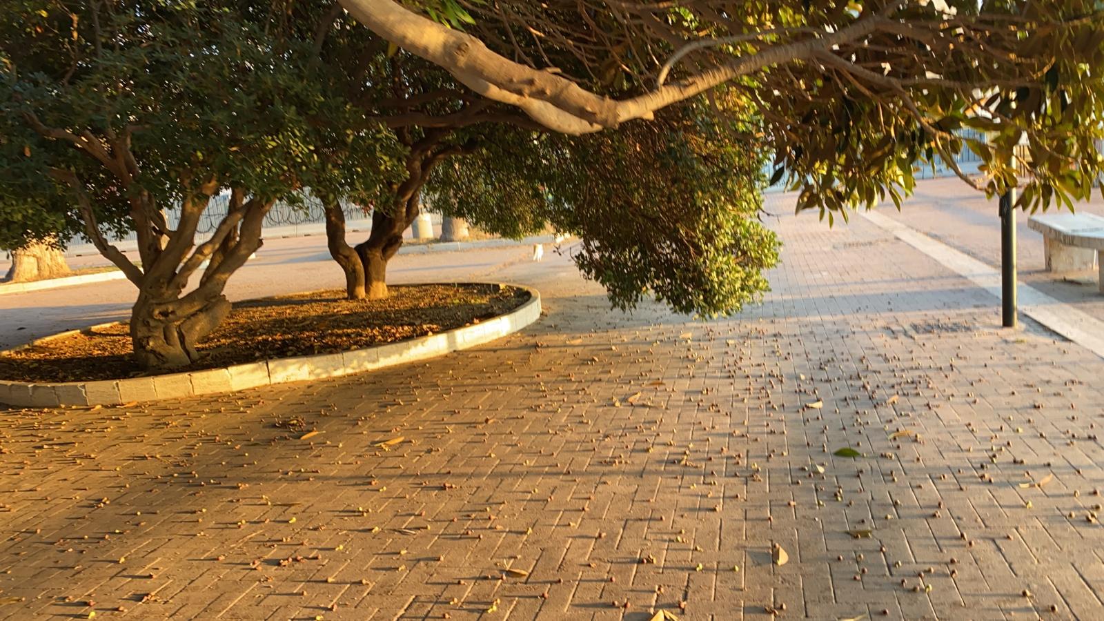 Sorbello e le magnolie: "Sradicarle per migliorare il verde del centro urbano"