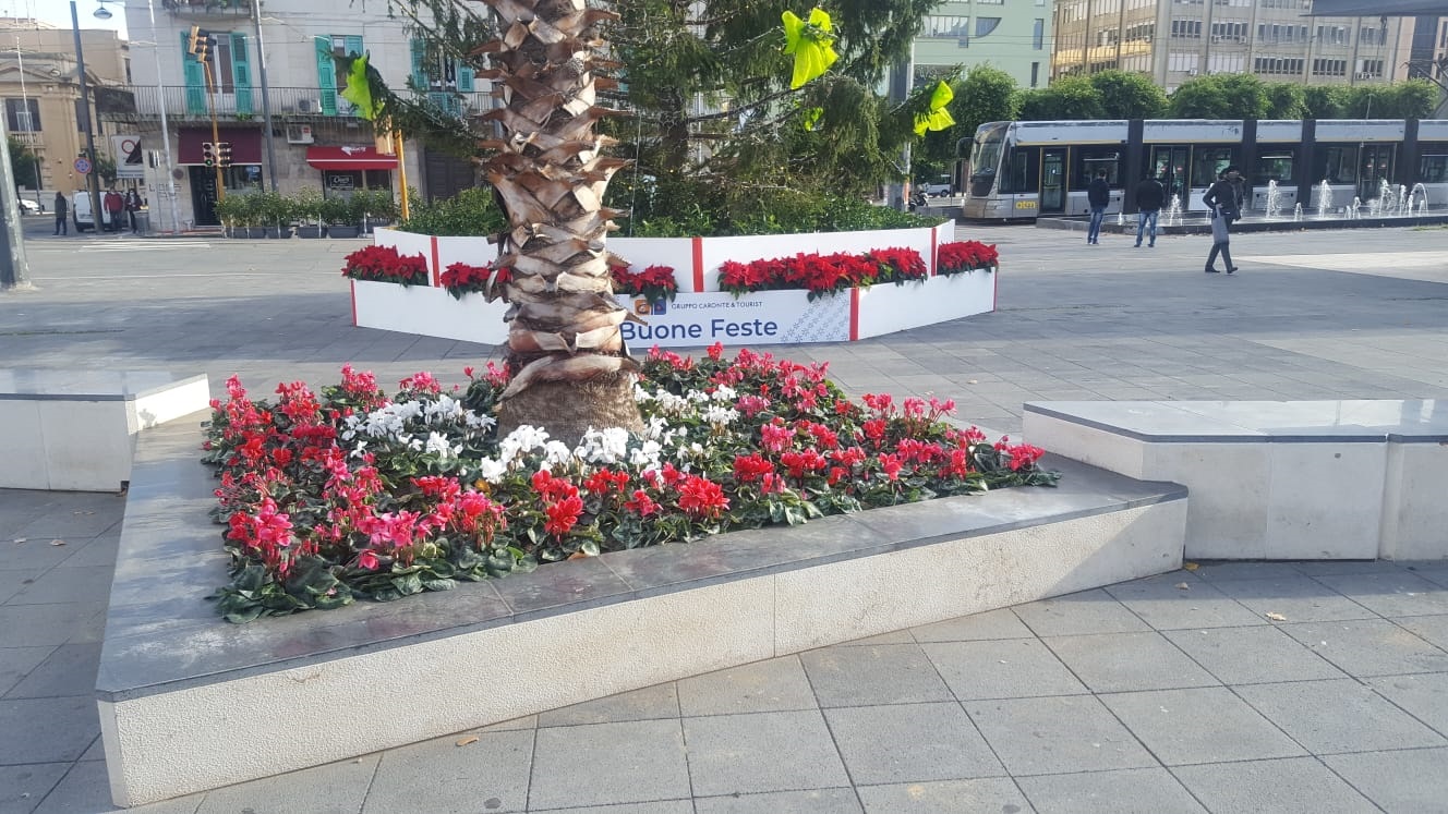 Stelle natalizie, piante e fiori: Messina cambia look per le feste