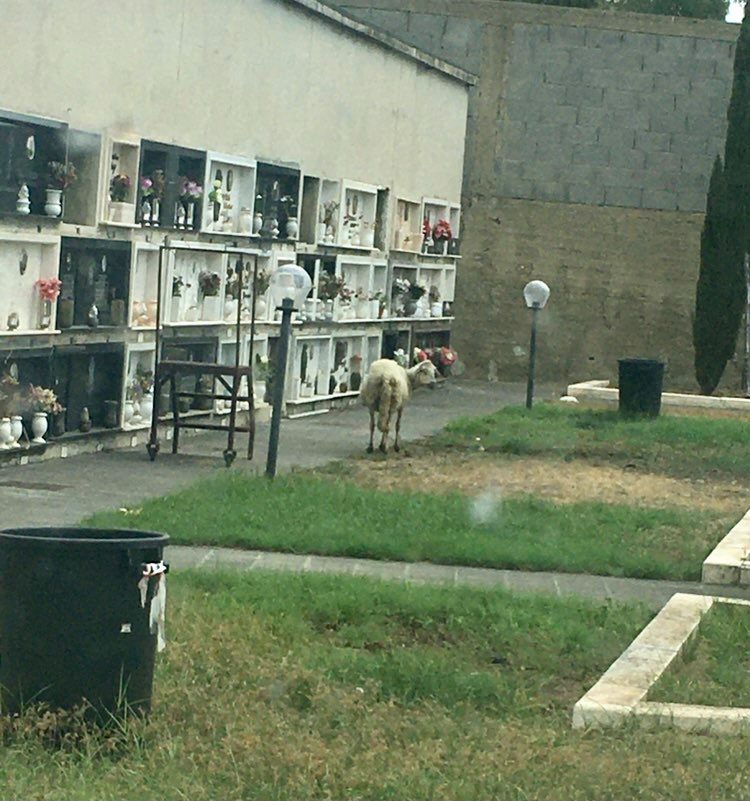 Roccalumera: pecora nel cimitero bruca erba e distrugge piantine