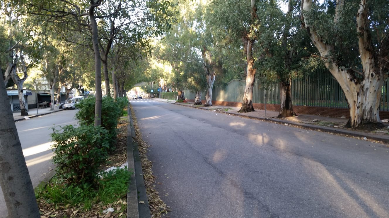 Sostituzione alberature, traffico interdetto ad auto e pedoni in via Catania