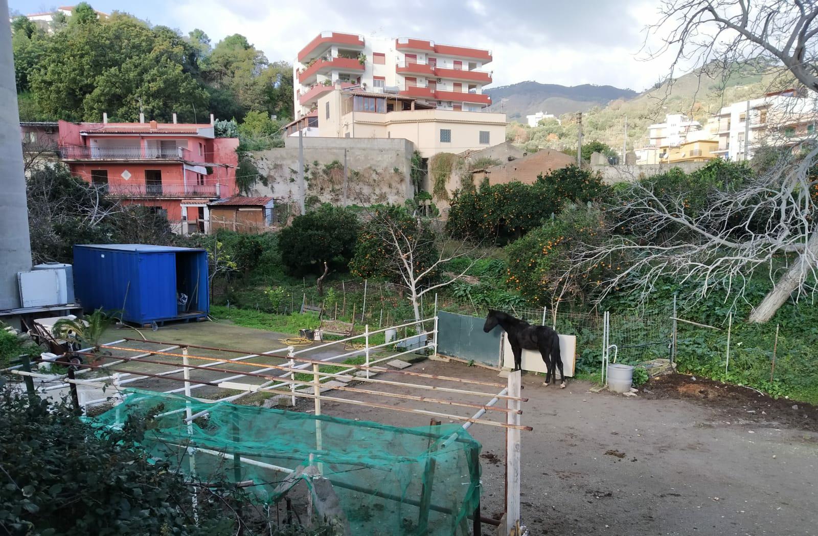 Scovato cavallo detenuto in stalla improvvisata: denunciato il proprietario