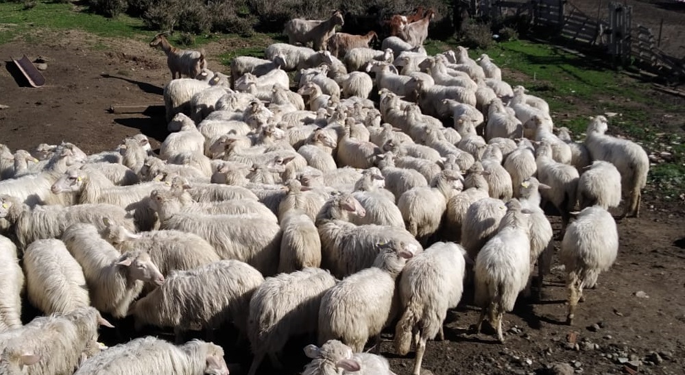 Scovato ovile abusivo: denunciato un allevatore