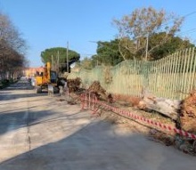 Nuove alberature in via Catania, l'assessore Minutoli: "Disagi inevitabili"