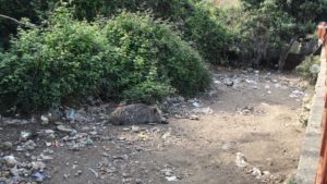 Nove cinghiali catturati in poche ore, ma vandali devastano recinto