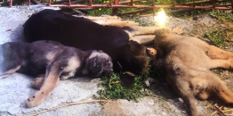 Cuccioli avvelenati a Patti, c’è una taglia
