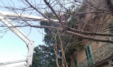 Divieti per potatura alberi in via Gerobino Pilli