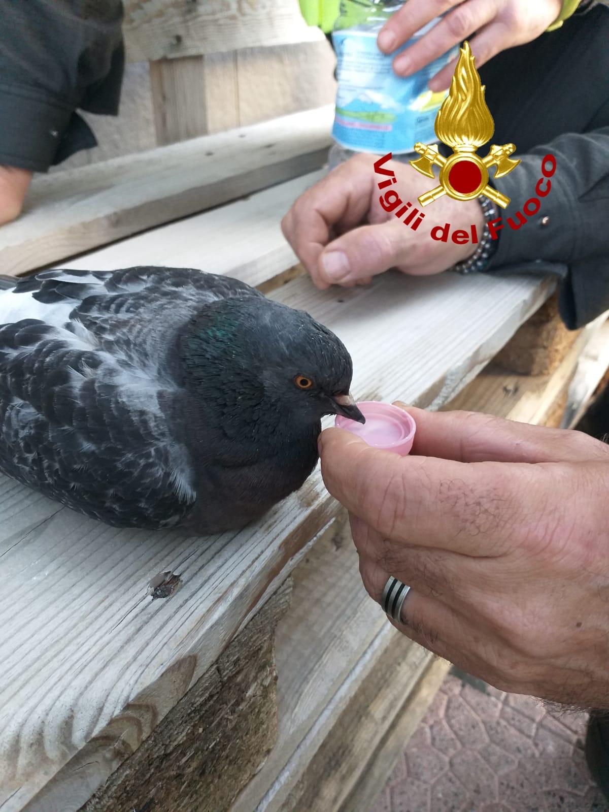 Piccione si aggroviglia tra i fili: salvato dai pompieri