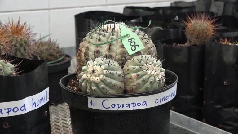 Cactus rarissimi sequestrati tornano in Cile