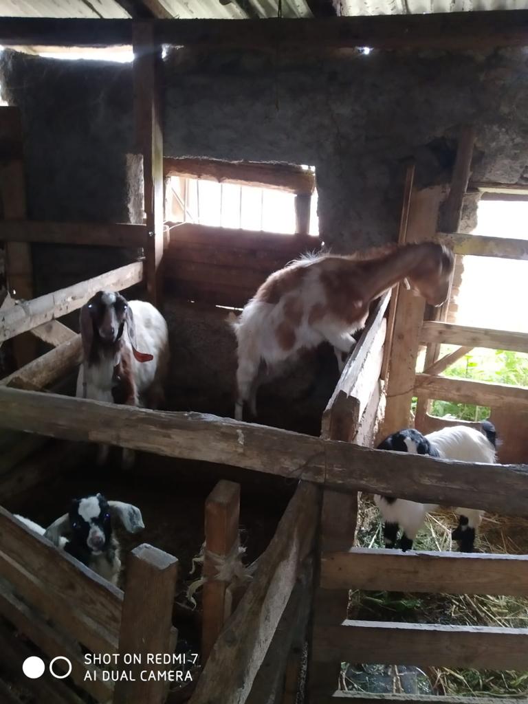 Contrada Montesanto, scovato allevamento abusivo: scatta una denuncia