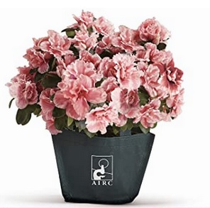 Fondazione AIRC, anche quest’anno l’Azalea della ricerca sul cancro sboccerà online