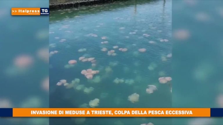 Invasione di meduse a Trieste, colpa della pesca eccessiva