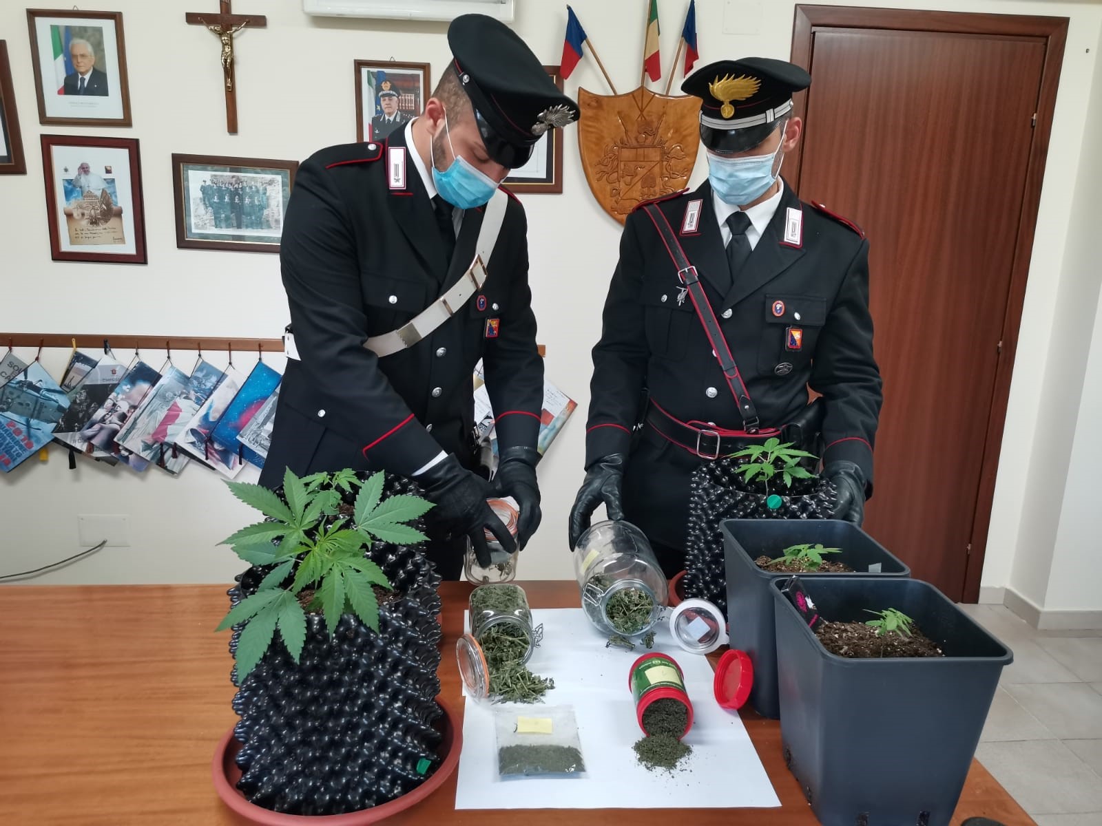 Serra di cannabis: incastrato 25enne