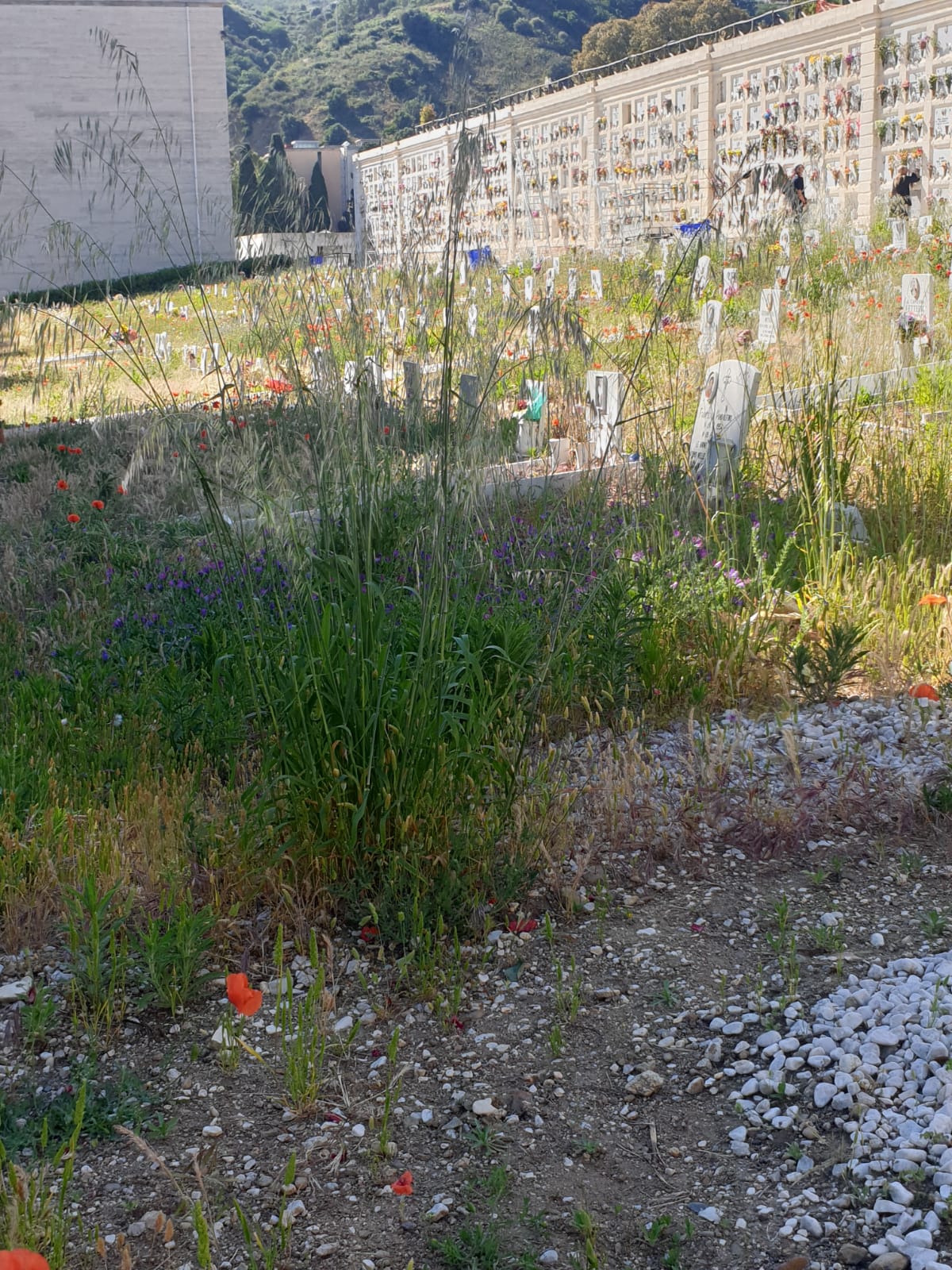 Degrado al Gran Camposanto, Gioveni: “Urge intervenire”