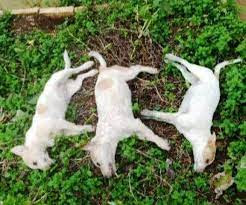 Cani avvelenati, triste primato per la Sicilia