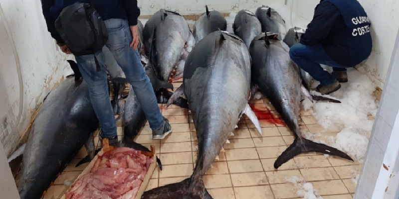 Maxi sequestro di pescespada e tonno rosso