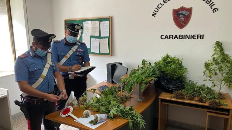 Coltivava marijuana in casa: 47enne ai domiciliari
