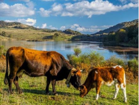 Germanà (Lega): Aggiornare norme movimentazione bestiame