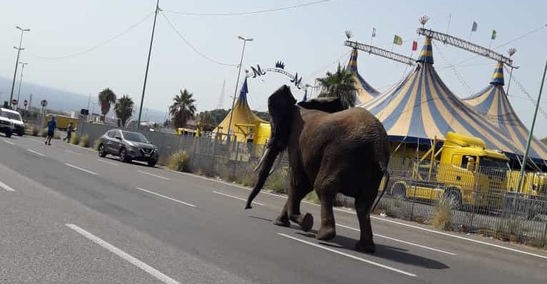 Messina, elefante scappa dal circo