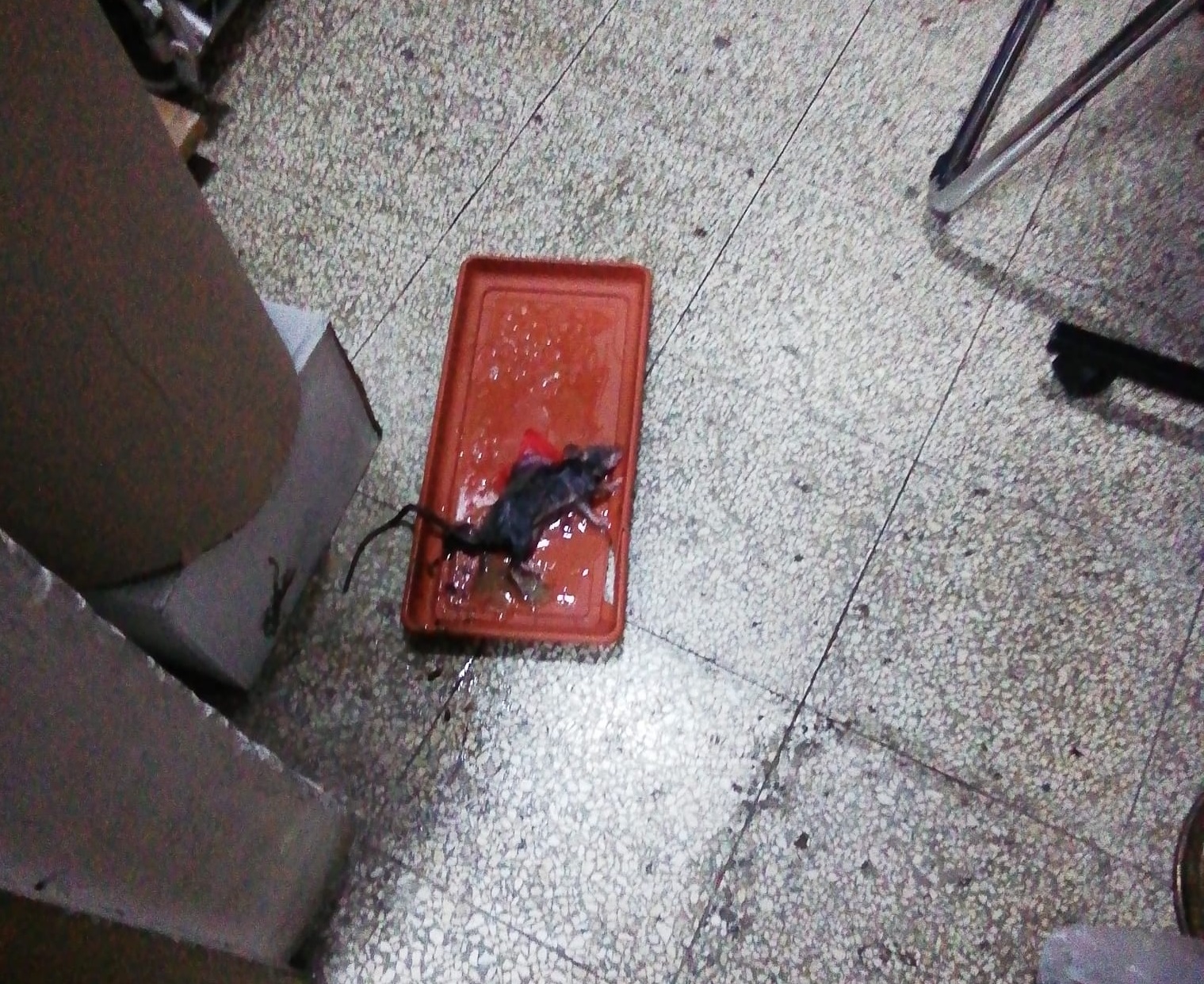 Invasione di ratti a San Licandro e dintorni