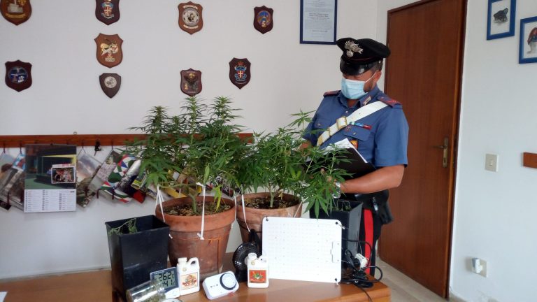 Viola gli obblighi della sorveglianza e coltiva marijuana: rumeno finisce ai domiciliari