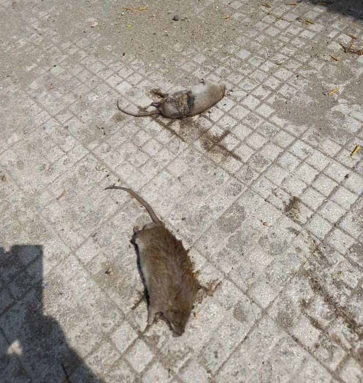 Tra spazzatura e topi morti: il degrado di via San Cosimo