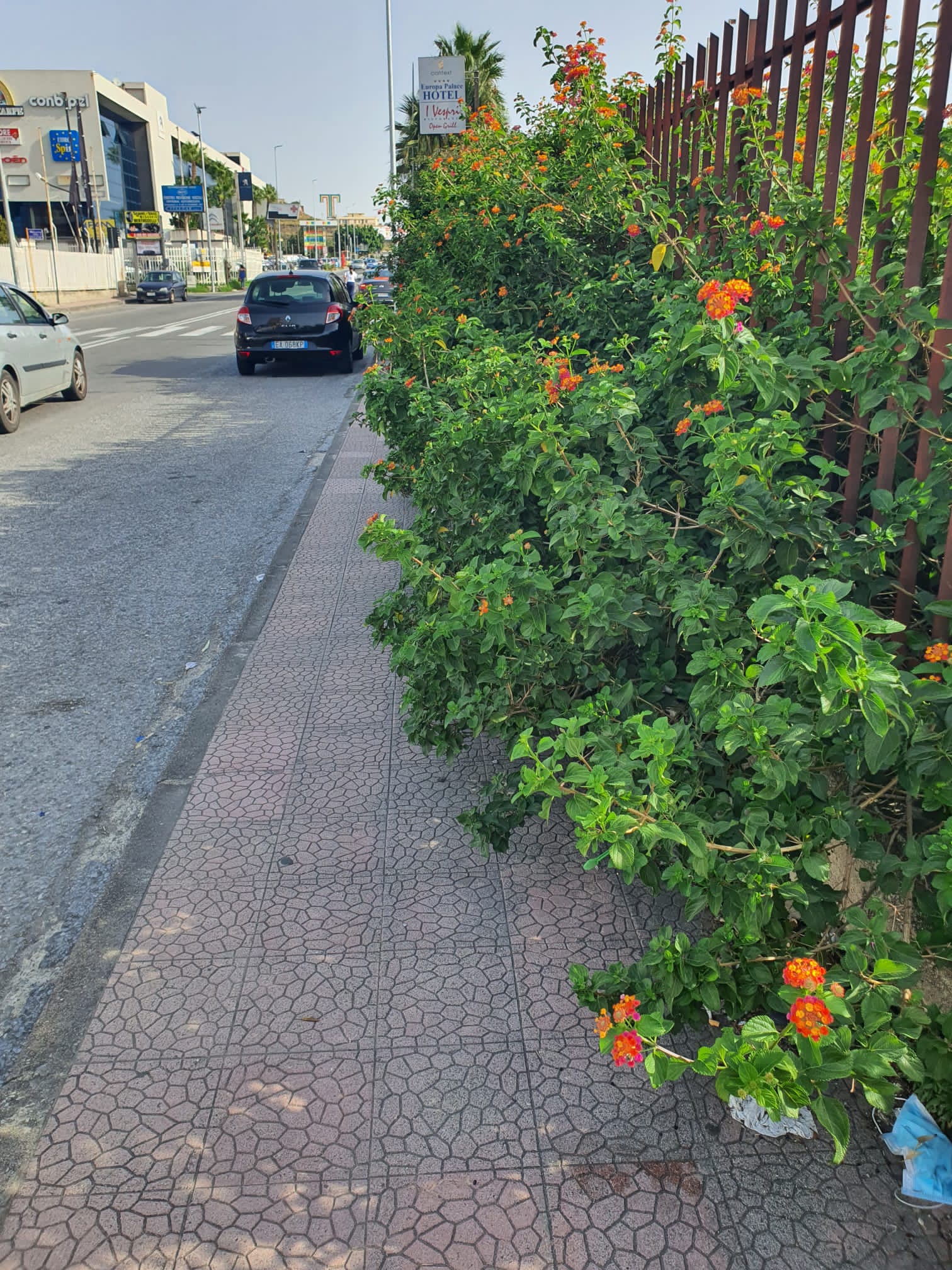 Tremestieri, cespugli sulla strada degli alunni della “Gaetano Martino”
