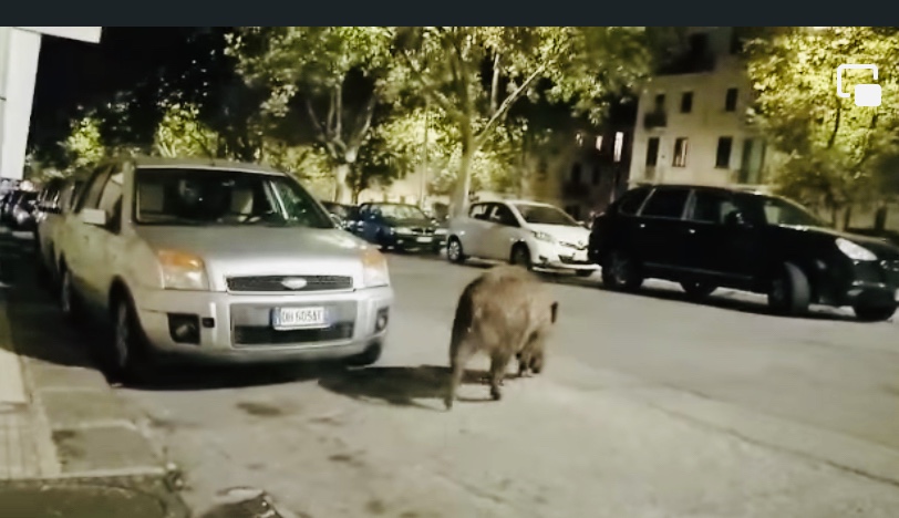Un cinghialone a spasso per la città