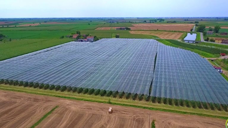 Genetica e digitale: le parole chiave per l’agricoltura del futuro