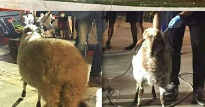 Lampedusa, la pecora “clandestina” potrebbe finire a Messina