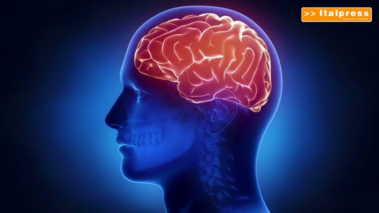 Scoperte, così il cervello si protegge dalle infiammazioni intestinali