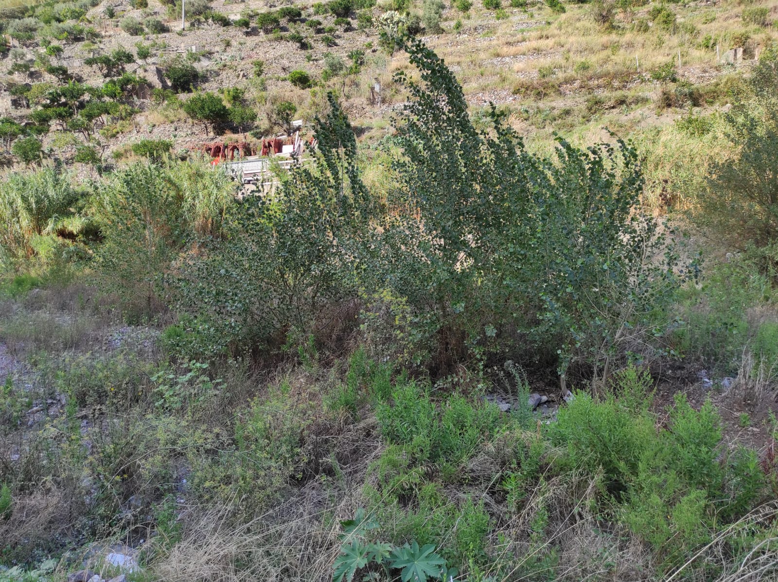 Torrente Giampilieri, l’allarme di Radici: “Pulire il letto o si rischia una nuova catastrofe”