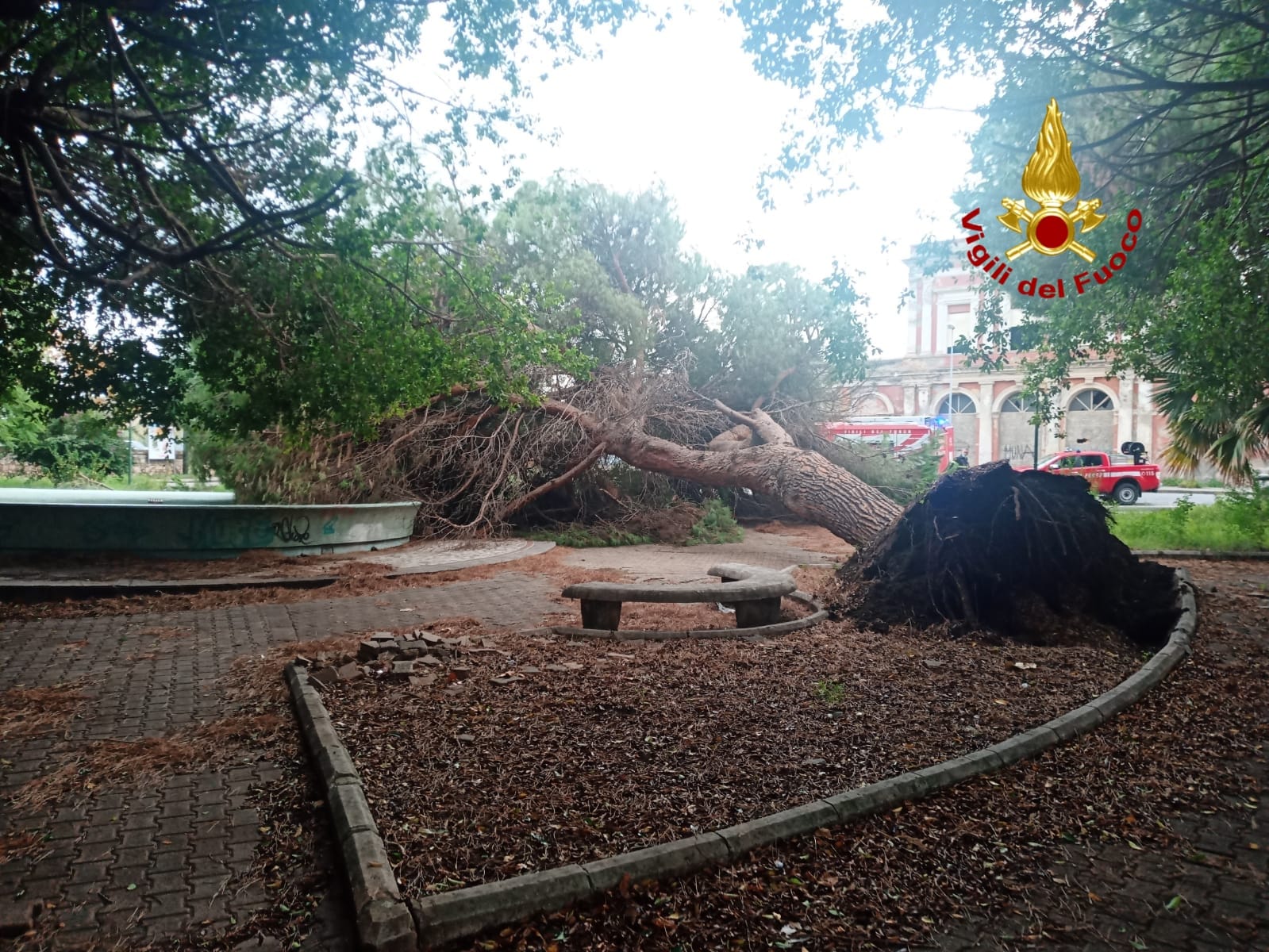 Albero secolare si schianta a Milazzo