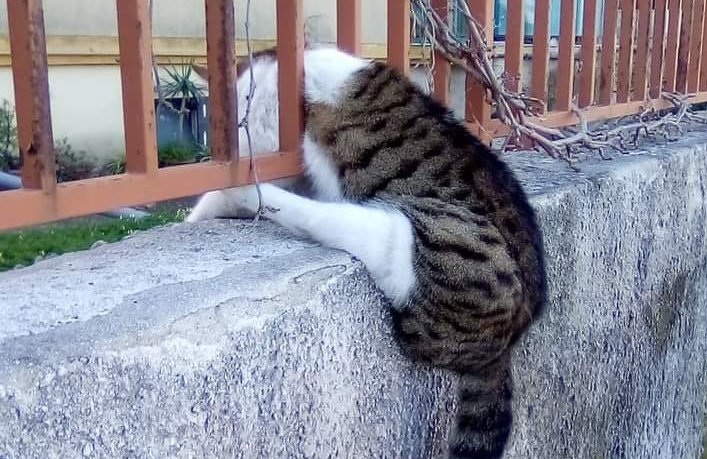 Follie di Capodanno: strage di cani e gatti