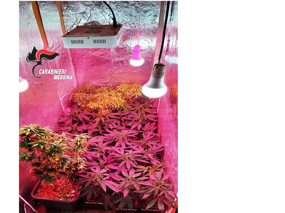 Coltiva marijuana in casa: arrestato 39enne arrestato