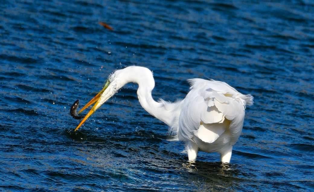 Giornata delle zone umide: a Messina osservazione della fauna sui Laghi di Ganzirri
