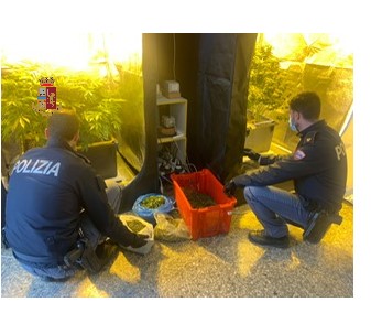 Coltivava erba in casa: arrestato dalla Polizia