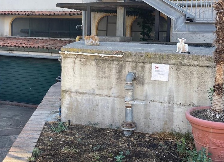 “Che fine hanno fatto i gatti a Recanati?”