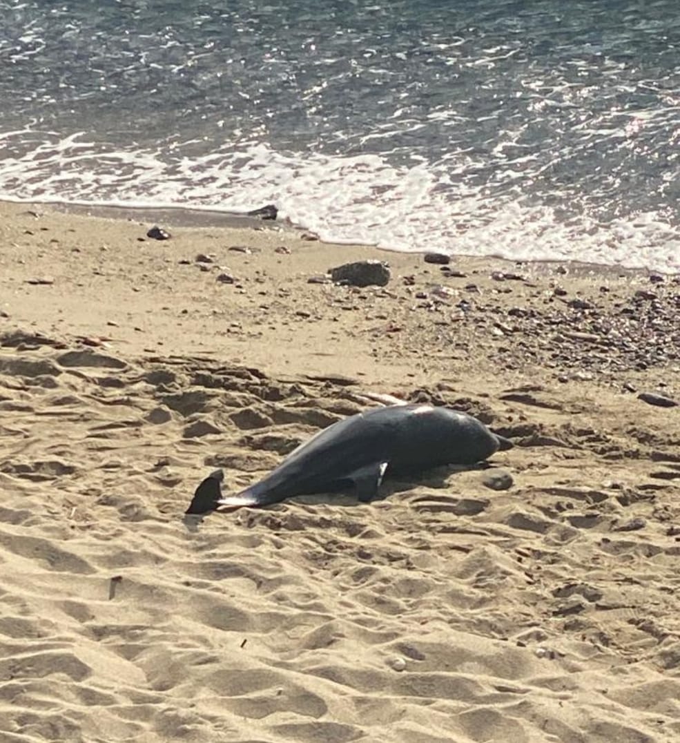 Delfino trovato morto a Paradiso