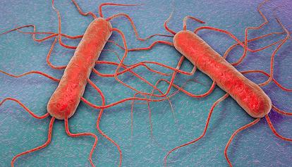 Allarme Listeria, segnalati molti casi