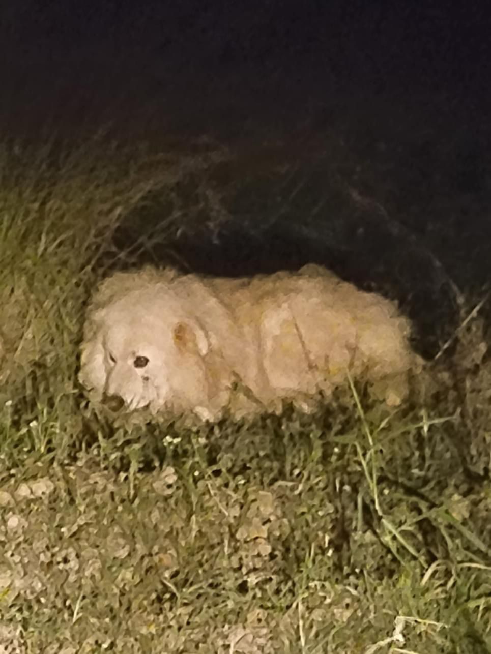 Cane legato ed abbandonato sui colli Sarrizzo