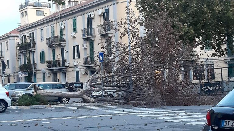 Tempesta di vento, albero si schianta sul viale Giostra